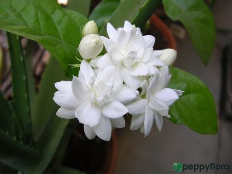 Buy Mogra - Beli Flower - Jasminum Sambac | Peppyflora®