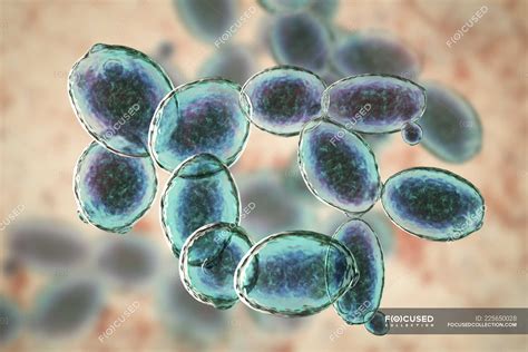 Digital illustration of budding Saccharomyces cerevisiae yeast cells ...