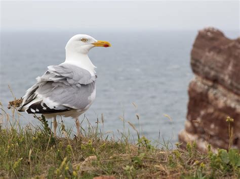 Herring Gull Bird Facts (Larus argentatus) | Birdfact