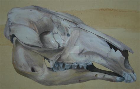 Kangaroo skull by Evanyia on DeviantArt