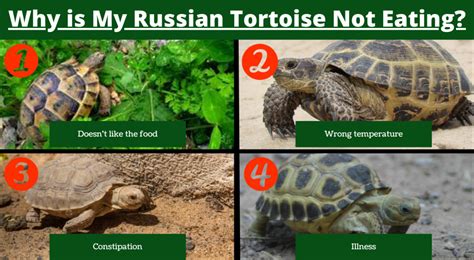 How To Feed A Tortoise: The Guide To Tortoise Diet, Food Nutritional Needs – Greedy Tortoise ...