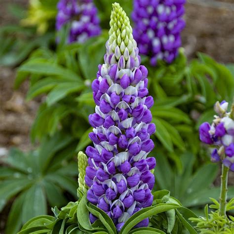 Mini Gallery Blue Bicolor Lupine in 2021 | Plants, Perennials, Perennial plants