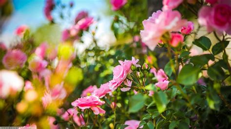 Wallpaper : 1366x768 px, depth of field, pink flowers, rose 1366x768 - CoolWallpapers - 1053538 ...