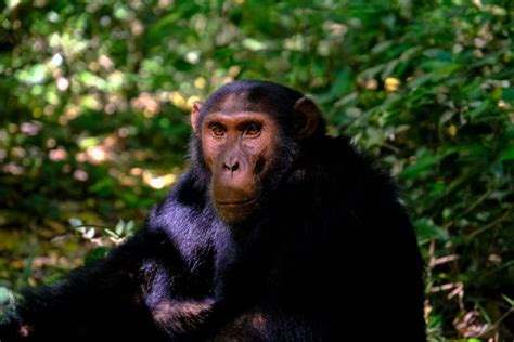 Chimpanzee Habitat / Where Do Chimps Live