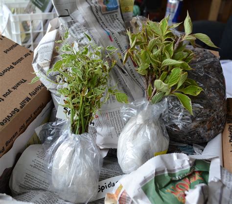 How to Ship Plants by U.S. Mail, UPS or Fed Ex.