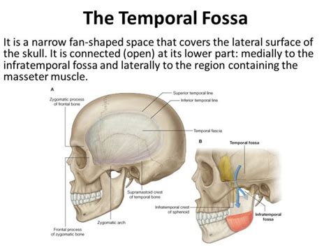 Temporal Fossa