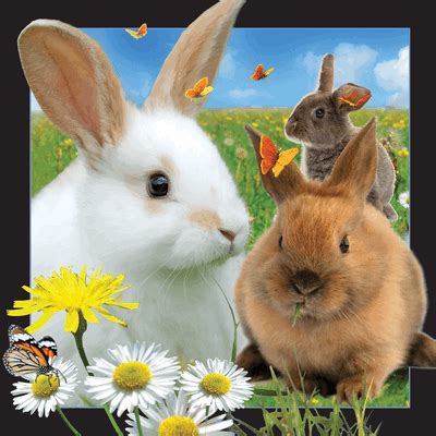 Rabbit-lenticular-3d-cards 3D lenticular card - buy online