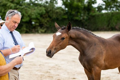 British Eventing Continue Their Focus To Support British Breeding - British Eventing - News