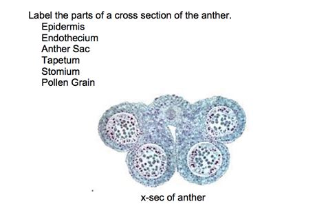 Solved Label the parts of a cross section of the anther. | Chegg.com