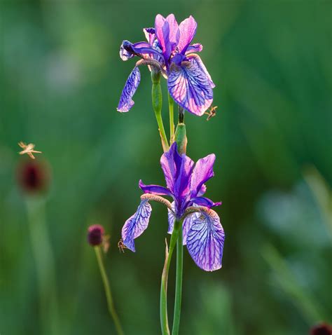 Growing Siberian Iris, Iris