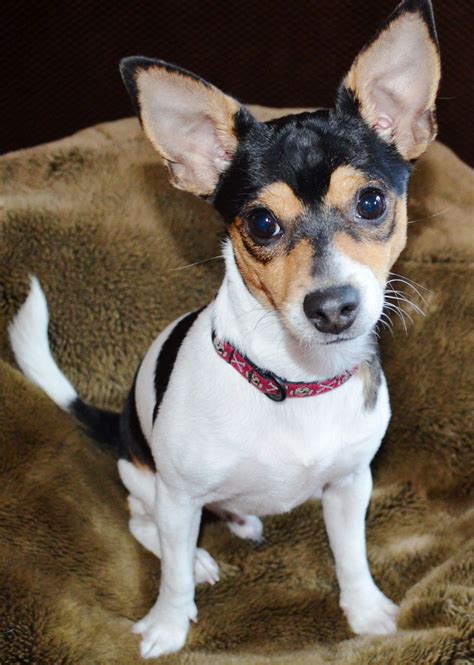 Chihuahua Rat Terrier Mix Rateria Dog - Pets Lovers