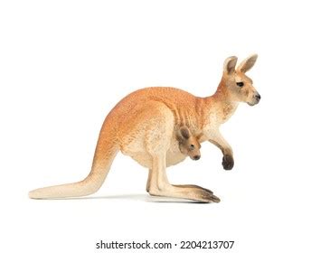 Australian Kangaroo On White Background Stock Photo 2204213707 ...