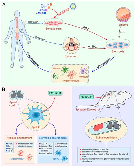 Stem cell treatment for spinal cord injury - uploadlader