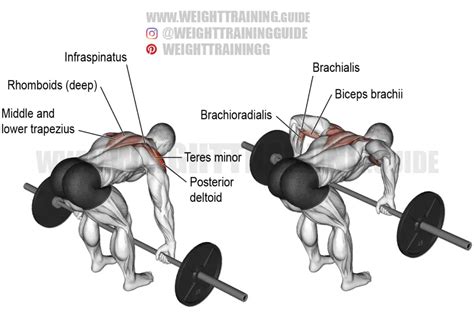 Barbell rear delt row exercise instructions and video | WeightTraining.guide