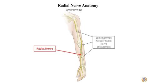 Radial Nerve Entrapment - Ilyas Munshi, M.D.