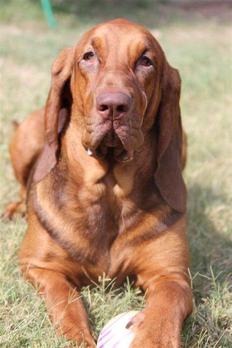 Red bloodhound Puppy Dog | Bloodhound dogs, Bloodhound, Dog breeds