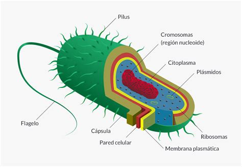 Parts of the Prokaryotic Cell and their Functions