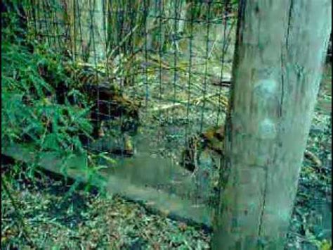 Tigers at the Sacramento CA zoo - YouTube