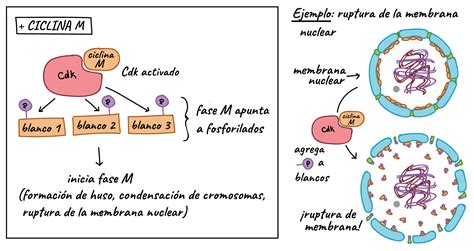 Etapas del ciclo celular donde se encuentran las moléculas reguladoras