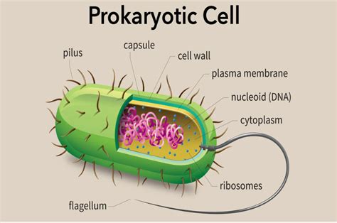 Prokaryotik ve Ökaryotik Hücrelerin Karşılaştırılması: Prokaryotlar ile ...