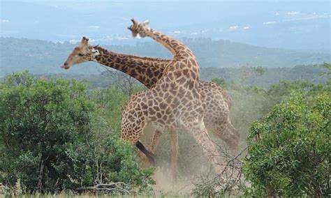 Giraffe Attack