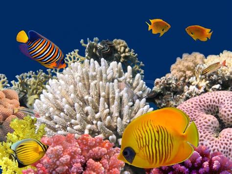 Underwater life of a hard-coral reef, Red Sea, Egypt. | Stock Photo ...