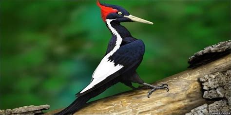 ivory billed woodpecker facts - Animals Time