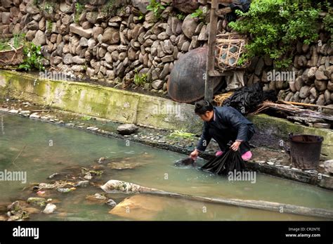 A Dong woman rinsing indigo dyed clothes on a stream, Zhaoxing Dong Village, China Stock Photo ...