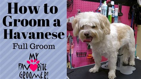 How Do You Cut A Havanese Dogs Hair