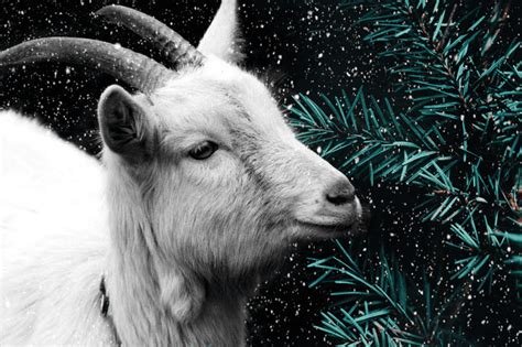 The Yule Goat | Mat Auryn