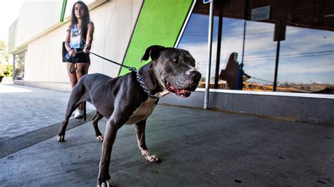 LA Animal Shelters Are Near Capacity. How to Help – NBC Los Angeles