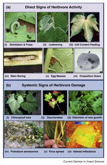 Signs of Insect Infestation. The direct effects of herbivore activity ...