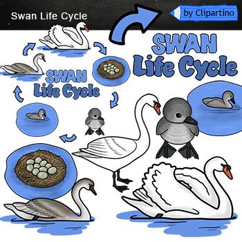 Bird life cycle clipart /Swan Life Cycle Clip art by Clipartino | TPT