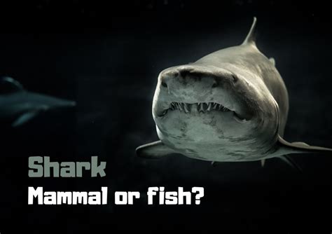 Are Sharks Mammals or Fish? | WeFish App The definitive answer - Wefish