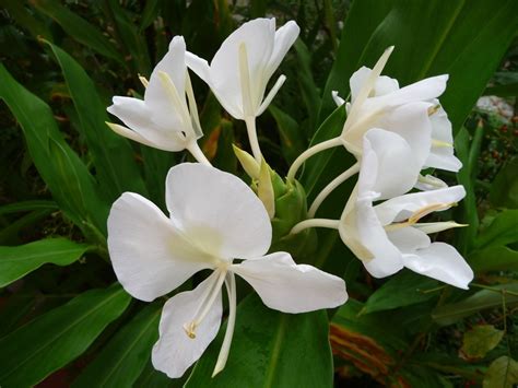 Hedychium coronarium | Paisajes de cuba, Flores, Cuba