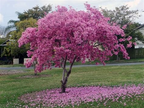 Under the flowering tree - II | Trees to plant, Flowering trees, Pink ...