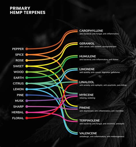 What are Terpenes?