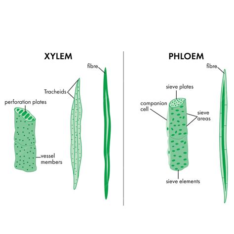 Premium Vector | Xylem and phloem vector illustration science diagram