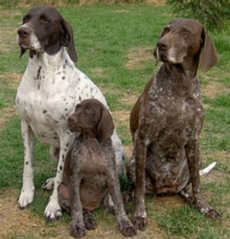 German Wirehaired Pointer vs German Shorthaired Pointer - Breed Comparison