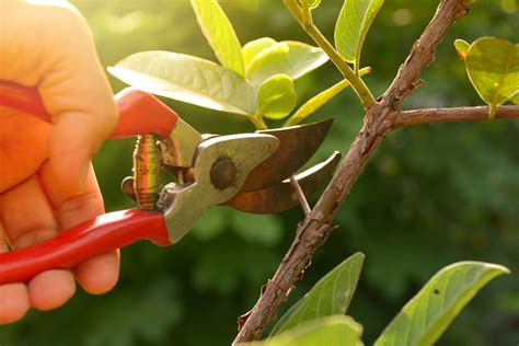 Pruning Fruit Trees In Winter Rhs - Printable Templates Protal