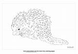 21  Porcupine Coloring Page Chapters Site sketch template