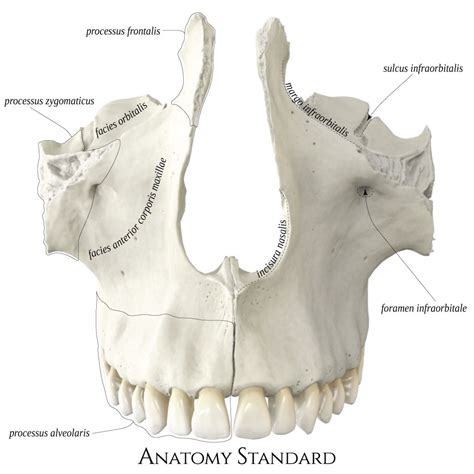 Maxillae. Ventral view | Human body anatomy, Anatomy bones, Skull anatomy