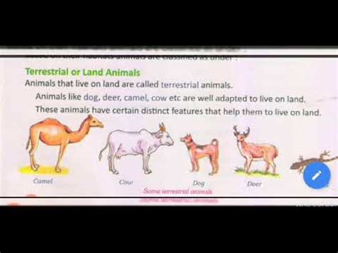 Adaptation in terrestrial animals - YouTube