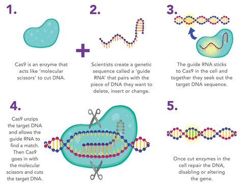 Genetic engineering | The Pirbright Institute