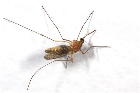File:Mosquito on roof.jpg - Wikimedia Commons