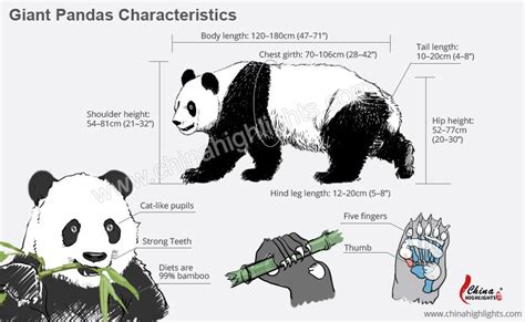 Giant Panda Bear Taxonomy | Bruin Blog