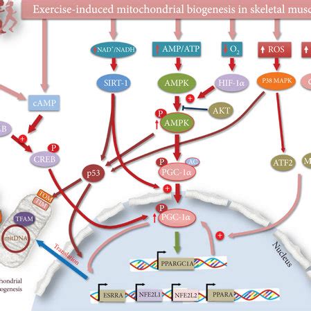 The energy systems that contribute to sport practice. The phosphagen... | Download Scientific ...