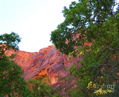 Zion Canyon Wild Flowers Photograph by Eunice Warfel - Fine Art America