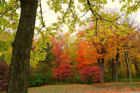 Striking Colors of Fall Foliage Near Mount Royal, Montreal, Canada ...