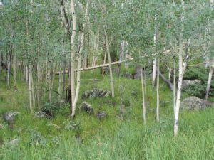 Pando, The Tree Colony That's The Heaviest Organism On Earth